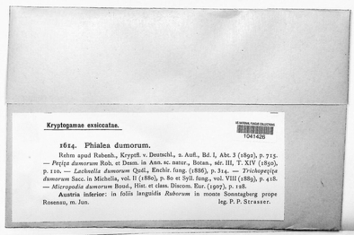 Brunnipila dumorum image